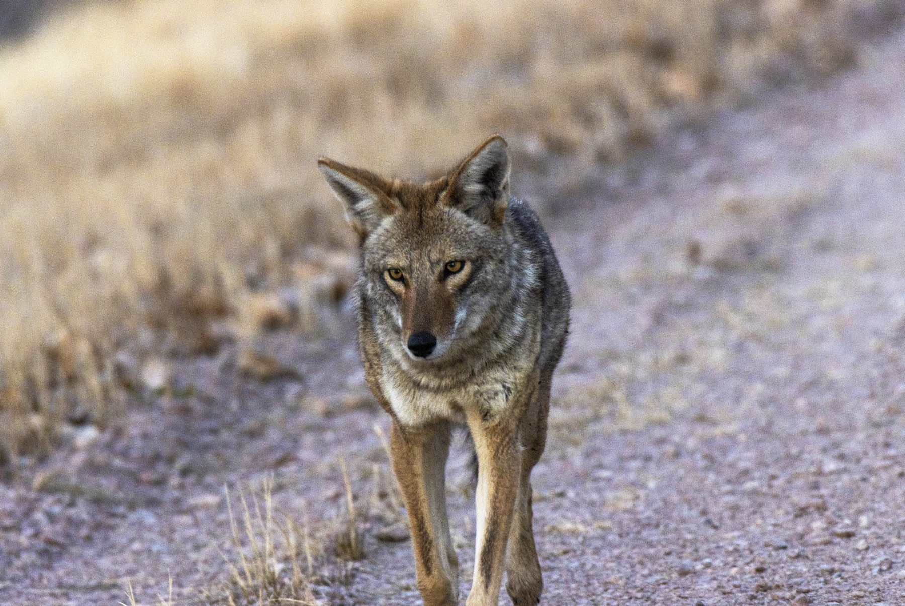 Coyote, Bosque del Apache Nation Wildlife Refuge
